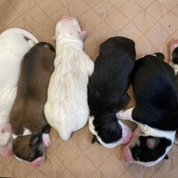 English Shepherd Puppies from Blackbird English Shepherds