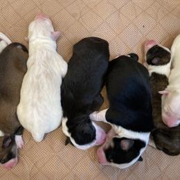 English Shepherd Puppies from Blackbird English Shepherds