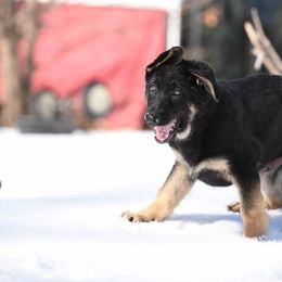 German Shepherd Puppies from Lindenhill GSD