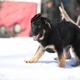 German Shepherd Puppies from Lindenhill GSD
