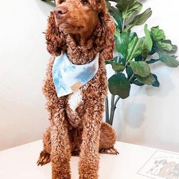 Poodle All Grown Up from Poodles of Pony Express