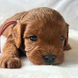 Syrup - Red female Cavapoo puppy in Adrian, Oregon from ApplebyFarm
