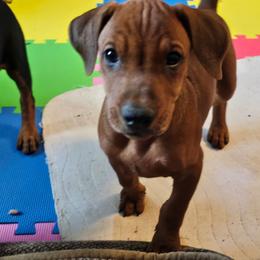 Turtle- Red M-natural tail and Ears - Red male German Pinscher puppy in Chatham, Virginia from WMHK9/Roolyn German Pinschers