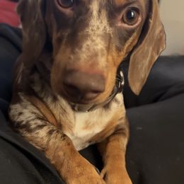Maximus - Dachshund