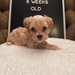 Gus - Apricot male Maltipoo puppy in Wesley Chapel, Florida from Pepper Patch Puppies