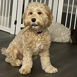 Lucy - Australian Labradoodle