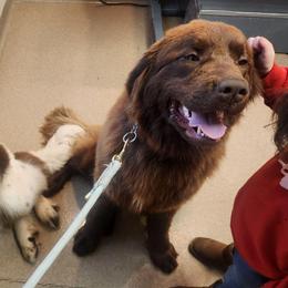 Nala - Newfoundland