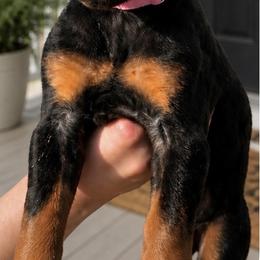 Miss Prissy - Black and rust female Doberman Pinscher puppy in Wellington, Ohio from Jessie (TDD, llc)