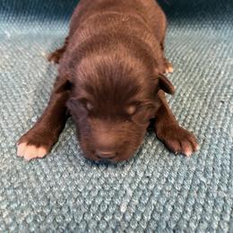 Spider-Man - Red & white male Australian Shepherd puppy in Whitwell, Tennessee from Owl Hollow Farm