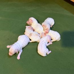 Boy 2 - Parti male Poodle puppy in Dunn, North Carolina from Sandy Creek Kennels