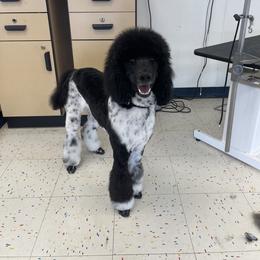 Goldendoodle and Poodle All Grown Up from Stelladoodles & Company