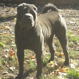 Affenpinschers and Chinese Shar-Pei from Showbiz Kennel