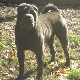 Affenpinschers and Chinese Shar-Pei from Showbiz Kennel