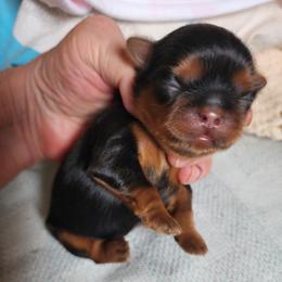 Shih Tzu Puppies from Shih Tzu Cottage