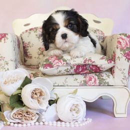 Paris - Tri-color female Cavalier King Charles Spaniel puppy in Katy, Texas from Katy Cavaliers