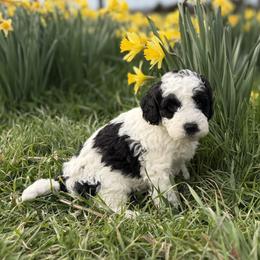 Storm - Black and white male Bernedoodle puppy in Russellville, Arkansas from Crossgate Doodles