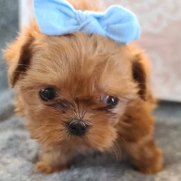 Shih Tzus from FurryTails Shih-tzu
