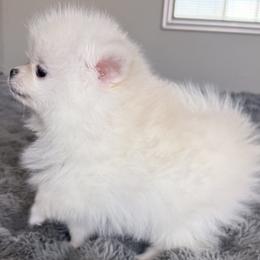 Chunky - White male Pomeranian puppy in Las Vegas, Nevada from Pomeranian Puppies