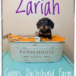 Zariah - Black and cream female Dachshund puppy in Cincinnati, Ohio from Caines Dachshund Farm