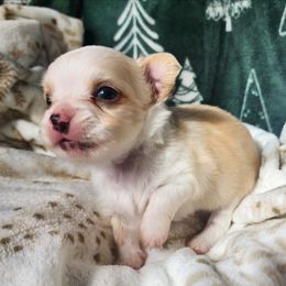 Cupcake - Cream and white male Chihuahua puppy in Goodman, Missouri from Jessica's Dashing Dachsunds and Fancy Frenchies