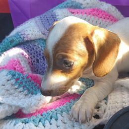 Dachshund Puppies from Mystical dachshund express