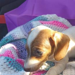 Dachshund Puppies from Mystical dachshund express