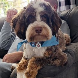 Roscoe - Australian Labradoodle