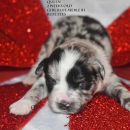 Queen - Blue merle female Miniature Australian Shepherd puppy in Patterson, North Carolina from DreamLine Aussies