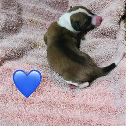 Blue (Boy 1) - Red male Italian Greyhound puppy in Arkadelphia, Arkansas from Concordia