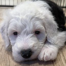 Sheepadoodles from Marzadoodle