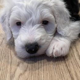 Sheepadoodles from Marzadoodle