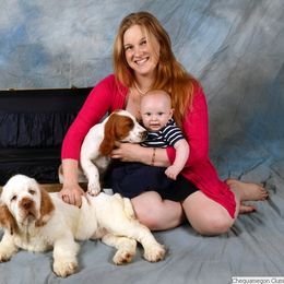Clumber Spaniel and Irish Red and White Setter Puppies from NyaStar & Chequamegon