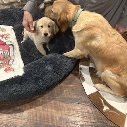 Matt - Cream male Cavapoo puppy in Lemoore, California from Linda's Puppies