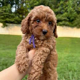 Hazel - Red  female Poodle puppy in Charlotte, North Carolina from Bruno & Co. Puppies