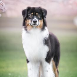 Mira - Australian Shepherd