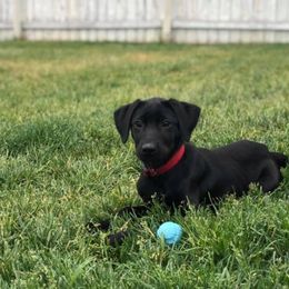 Labrador Retriever Puppies from TK Hot Kennels
