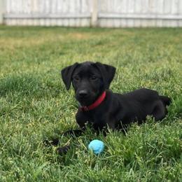 Labrador Retriever Puppies from TK Hot Kennels