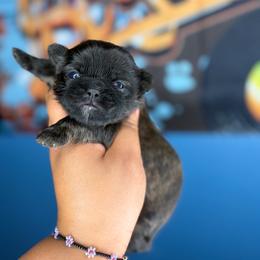 CKC Maeven - Brindle female Shih Tzu puppy in Roseville, Michigan from Diamond Paws LLC