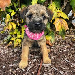 Border Terrier Puppies from Ruff n Ready Border Terriers