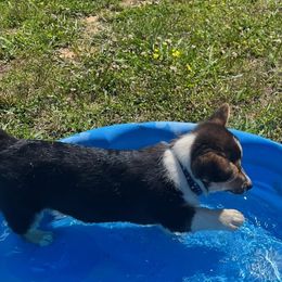 American Corgis from Green Star Farm Corgis