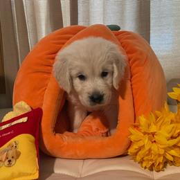 Liam - Light golden male Golden Retriever puppy in Ennis, Texas from Amberidge Golden Retrievers