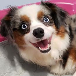 Poodles and Toy Australian Shepherds from McClain Ranch