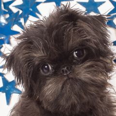 Brussels Griffon and Italian Greyhound Puppies from Adornare Kennels