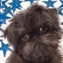 Brussels Griffon and Italian Greyhound Puppies from Adornare Kennels