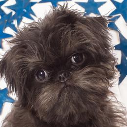 Brussels Griffon and Italian Greyhound Puppies from Adornare Kennels