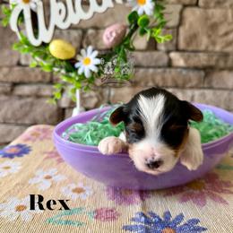 Rex - Parti male Yorkshire Terrier puppy in Smryna, Georgia from Owensons’ Kennel