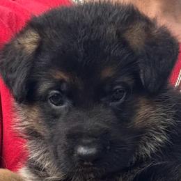 Acer - Black and red male German Shepherd puppy in Weston, Florida from Vom Bethel European German Shepherds