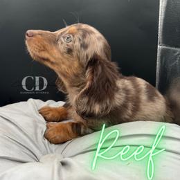 Dachshund Puppies from Camacho_Dachshunds