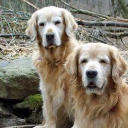 Golden Retrievers from Gladys Berlin's Golden Retrievers