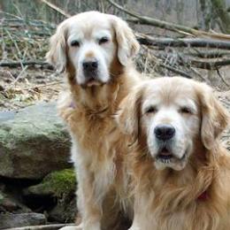 Golden Retrievers from Gladys Berlin's Golden Retrievers